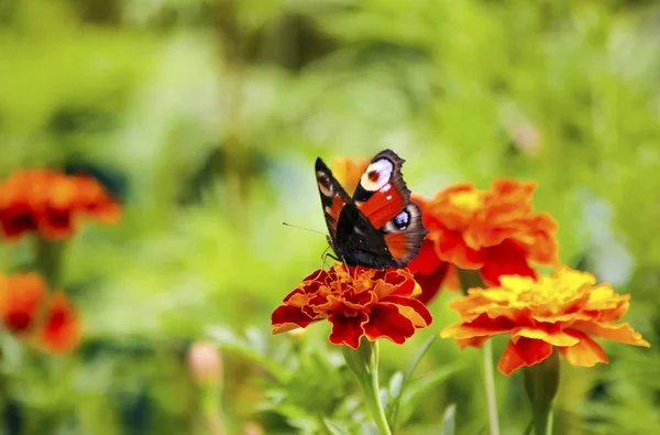 Bir kelebek bir çiçek üzerinde oturur. Büyük böcek. Yaz görünümü. Makro