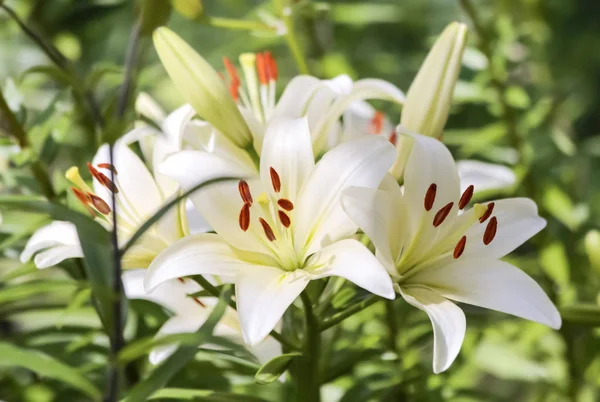 Ogród Kwiatów Letnich Makro Piękne Rośliny Letnich Piękny Widok — Zdjęcie stockowe