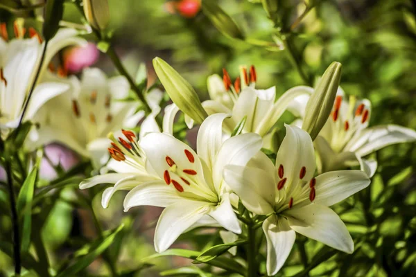 Flowers Summer Garden Macro Beautiful Plants Summer Beautiful View — Stock Photo, Image