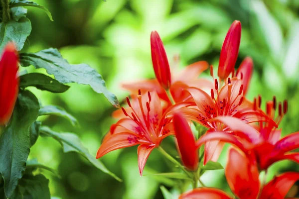 Flowers Summer Garden Macro Beautiful Plants Summer Beautiful View — Stock Photo, Image