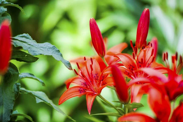 Çiçekler yaz bahçesi. Makro. Güzel çiçekler. Yaz. Harika bir manzara.