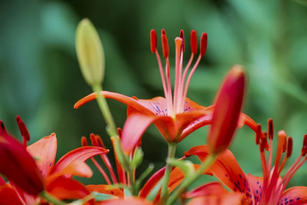 Çiçekler Yaz Bahçesi Makro Güzel Çiçekler Yaz Harika Bir Manzara — Stok fotoğraf