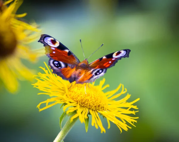 Uma Borboleta Senta Sobre Uma Flor Inseto Grande Vista Verão — Fotografia de Stock