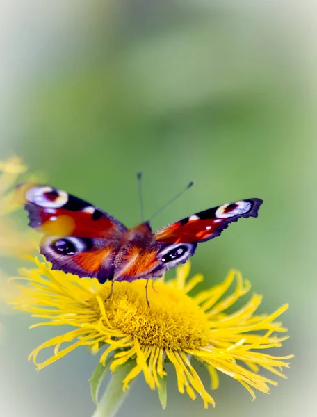 Motyl Siada Kwiat Dużych Owadów Widok Latem Makro — Zdjęcie stockowe