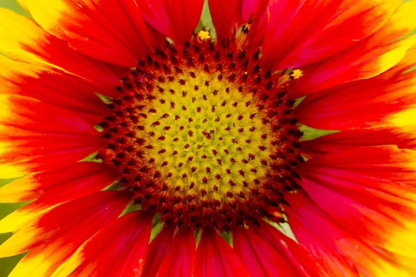 Fleurs Jardin Été Macro Belles Plantes Été Belle Vue — Photo