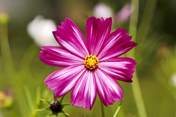 Fleurs Jardin Été Macro Belles Plantes Été Belle Vue — Photo