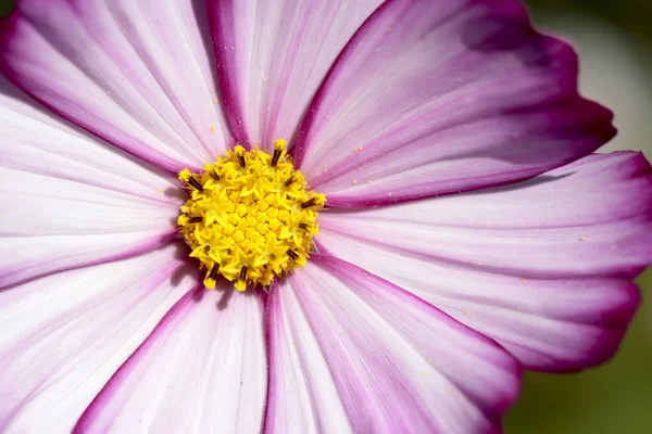 Fleurs Jardin Été Macro Belles Plantes Été Belle Vue — Photo