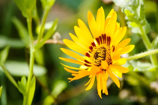 Çiçekler yaz bahçesi. Makro. Güzel çiçekler. Yaz. Harika bir manzara.