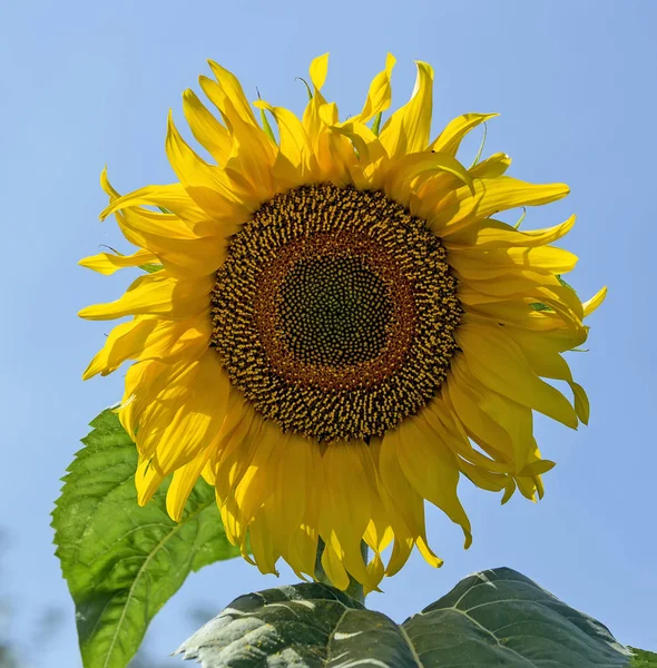 Sunflower. In the garden. Sunflower flowers Summer in the garden. Big flower.