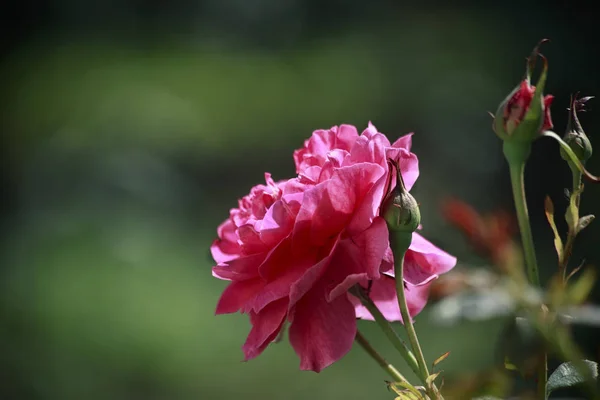 Квітка Троянди Літньому Саду Прекрасні Квіти Рослини — стокове фото