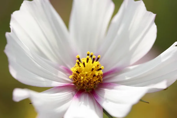 Fleurs Jardin Été Macro Belles Plantes Été Belle Vue — Photo