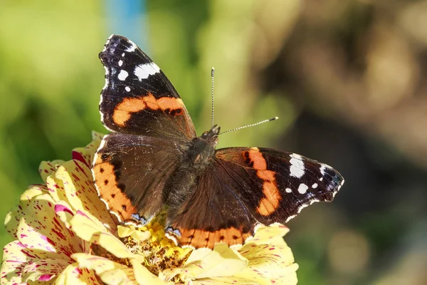 A butterfly sits on a flower. Large insect. Summer view. Macro