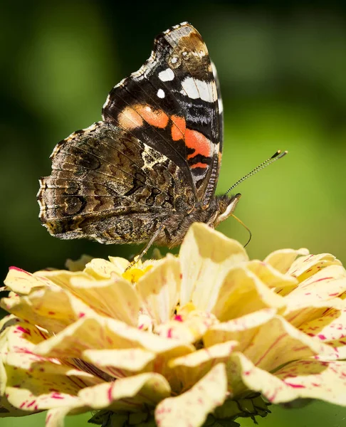 A butterfly sits on a flower. Large insect. Summer view. Macro