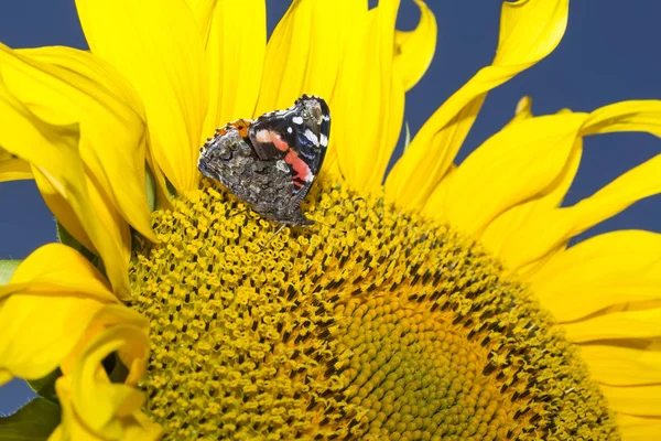 A butterfly sits on a flower. Large insect. Summer view. Macro