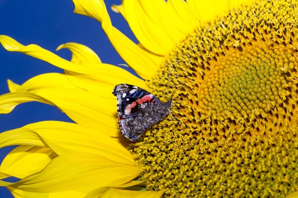 A butterfly sits on a flower. Large insect. Summer view. Macro