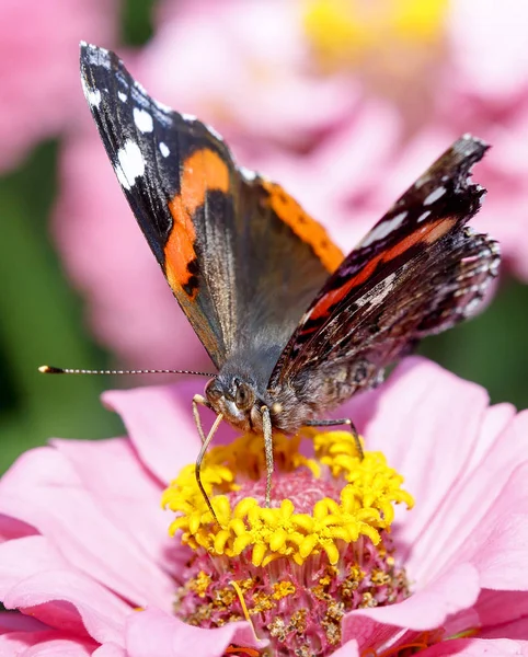 Uma Borboleta Senta Sobre Uma Flor Inseto Grande Vista Verão — Fotografia de Stock