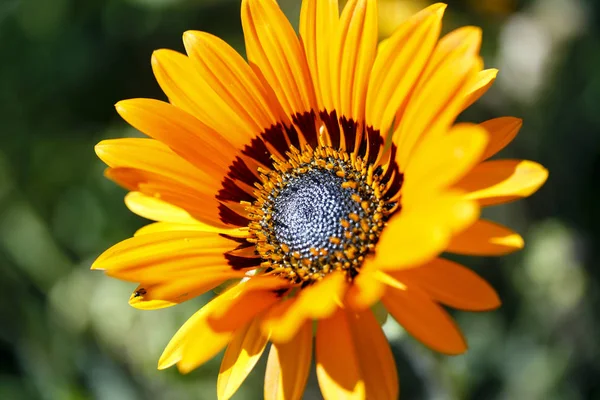 Fleurs Jardin Été Macro Belles Plantes Été Belle Vue — Photo