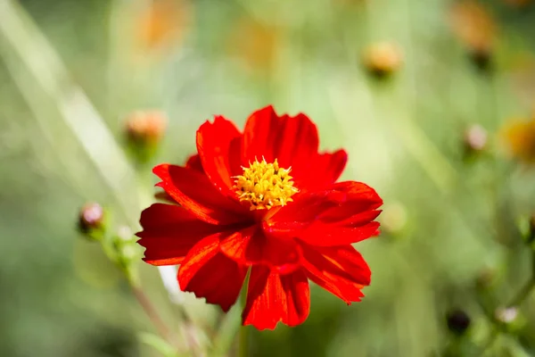 Flowers Summer garden. Macro. Beautiful plants. Summer. Beautiful view.