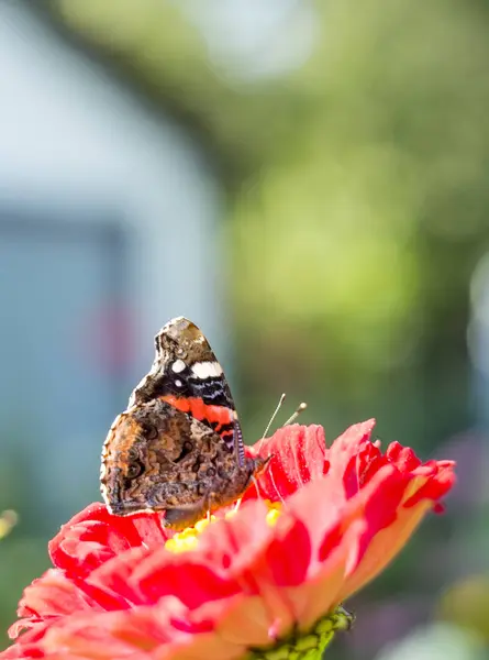 Uma Borboleta Senta Sobre Uma Flor Inseto Grande Vista Verão — Fotografia de Stock