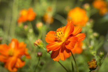 Çiçekler yaz bahçesi. Makro. Güzel çiçekler. Yaz. Harika bir manzara.