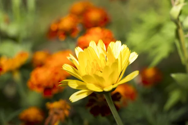 Flowers Summer garden. Macro. Beautiful plants. Summer. Beautiful view.