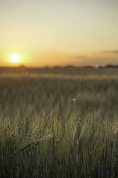 Світанок Поля Пшениці Розриви Пшеничному Полі Здуті Вітром Поля Пшениці — стокове фото
