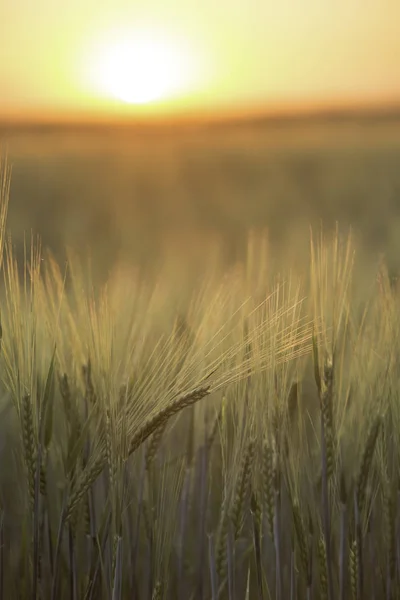 Esto Amanecer Campos Trigo Ondulaciones Campo Trigo Arrastradas Por Viento —  Fotos de Stock