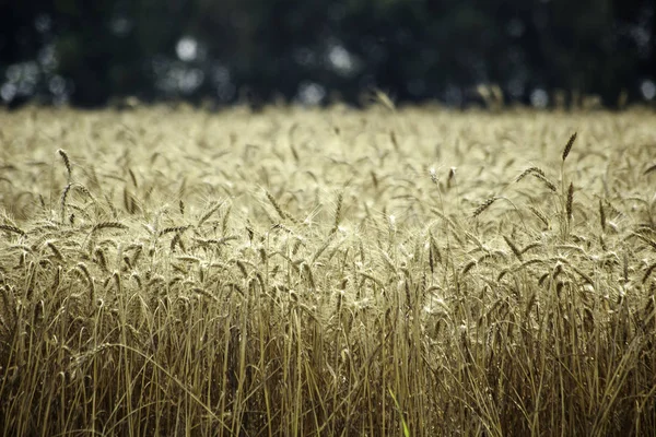 Ondulaciones Campo Trigo Sopladas Por Viento Campos Trigo — Foto de Stock