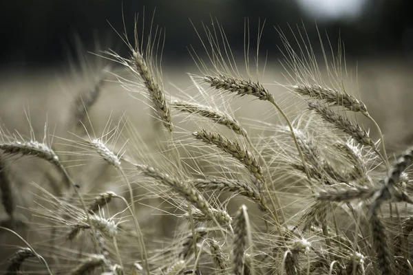Rüzgarla Savrulan Buğday Tarlasında Dalgalanmalar Buğday Tarlaları — Stok fotoğraf