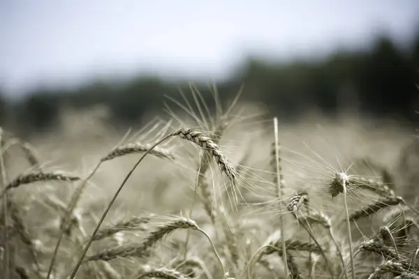 Ripples Wheat Field Blown Wind Fields Wheat — Stock Photo, Image