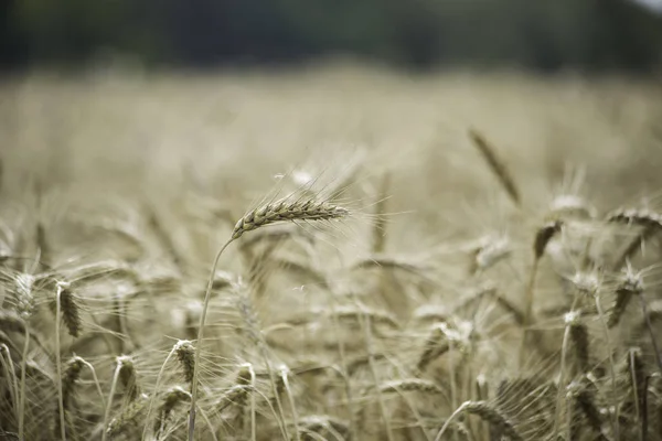 Вибухівки Пшеничному Полі Підірвані Вітром Поля Пшениці — стокове фото