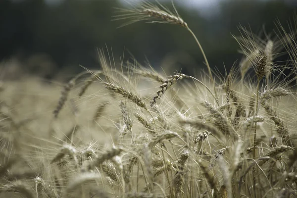 Рёбрышки Пшеничном Поле Раздутые Ветром Поля Пшеницы — стоковое фото