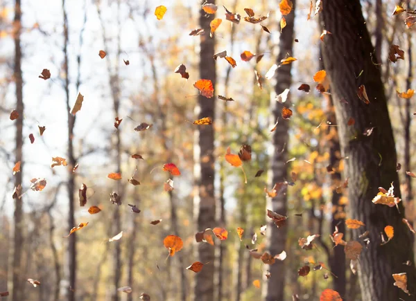 Het Herfst Het Park Gele Bladeren Vallen Een Prachtige Tijd — Stockfoto