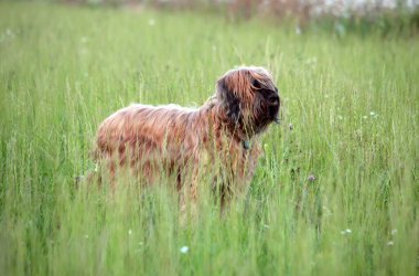 Bu bir hizmet köpeği cinsi. Çoban köpekleri, Fransız çoban köpeği..