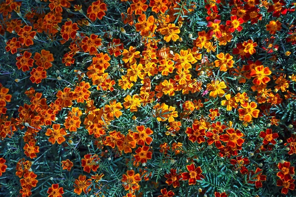 Marigold Flowers Květinový Záhon Krásnými Květinami Mnoho Květin Marigold — Stock fotografie
