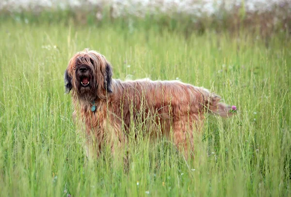 Dies Ist Eine Diensthunderasse Rasse Der Hütehunde Französischer Schäferhund — Stockfoto