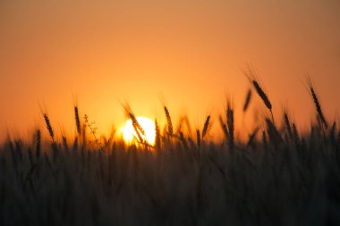 Şafak söktü. Buğday. Yumuşak gün doğumu. Güneş ışığı. Yeni bir günün doğuşu. Alan.