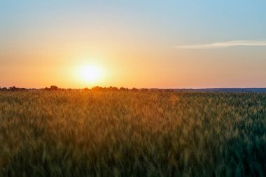 Şafak söktü. Buğday. Yumuşak gün doğumu. Güneş ışığı. Yeni bir günün doğuşu. Alan.