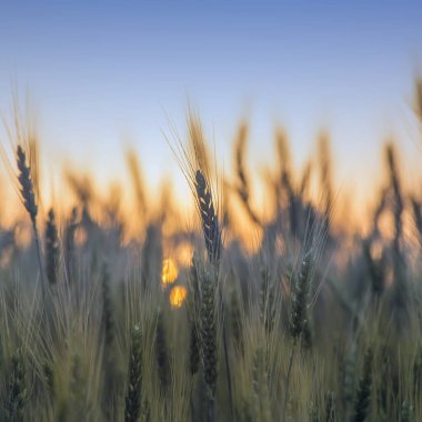 Şafak söktü. Buğday. Yumuşak gün doğumu. Güneş ışığı. Yeni bir günün doğuşu. Alan.