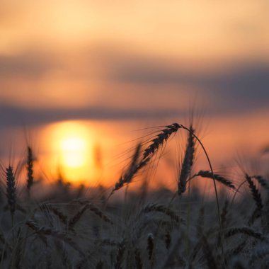 Şafak söktü. Buğday. Yumuşak gün doğumu. Güneş ışığı. Yeni bir günün doğuşu. Alan.