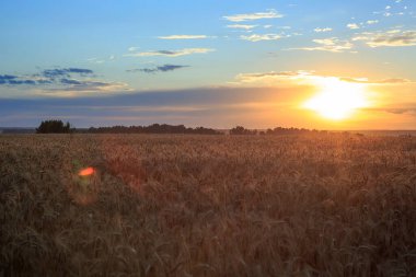 Şafak söktü. Buğday. Yumuşak gün doğumu. Güneş ışığı. Yeni bir günün doğuşu. Alan.
