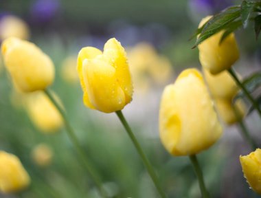 Laleler sarıdır. Bahar ve güzel bir gün. Yağmurdan sonra. Hava güzel..