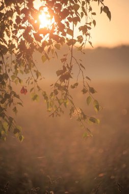 Otların içinde. Yumuşak gün doğumu. Güneş ışığı. Yeni bir günün doğuşu.