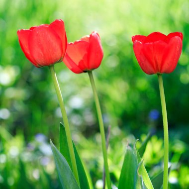 Güzel bahar çiçekleri. Bunlar lale. Güzel bir bahar günü.