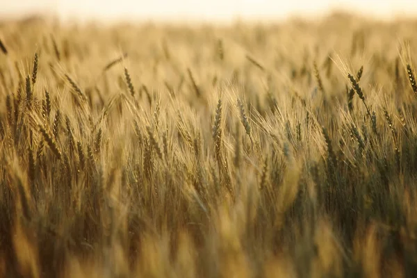 Колоски Пшениці Села Ранкове Пшеничне Поле — стокове фото