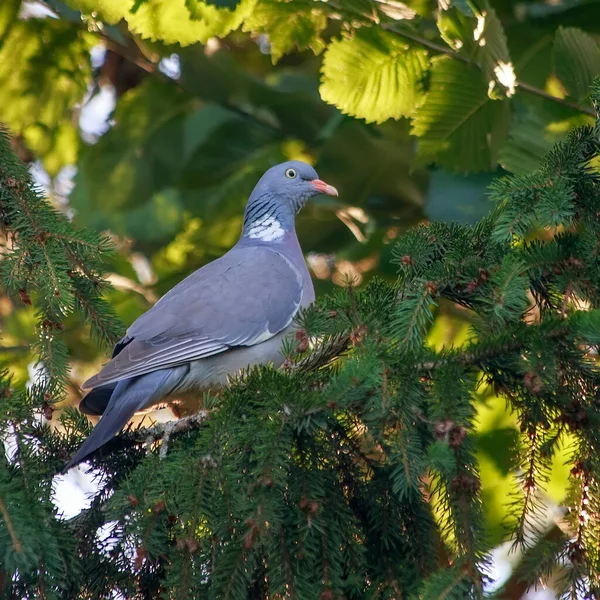 This is a wild forest pigeon. Beautiful bird. A wonderful day in the forest.