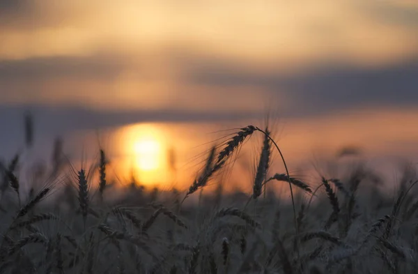 Het Ochtend Tarwe Zachte Zonsopgang Zonnestraal Geboorte Van Een Nieuwe — Stockfoto