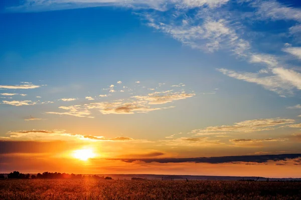 Şafak söktü. Buğday. Yumuşak gün doğumu. Güneş ışığı. Yeni bir günün doğuşu. Alan.