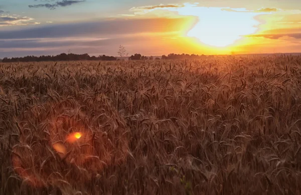 Рассвет Пшеница Нежный Восход Солнца Солнечный Луч Рождение Нового Дня — стоковое фото
