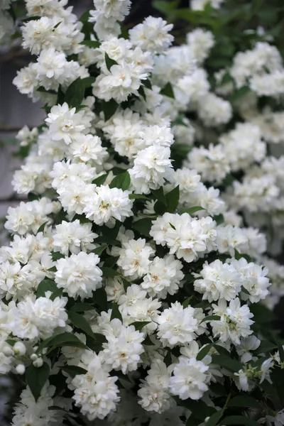 Flores Brancas Arbusto Com Flores Brancas Muitas Flores Brancas — Fotografia de Stock